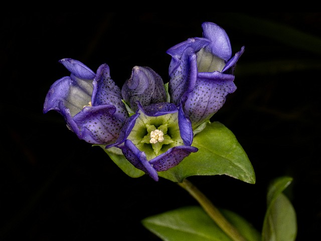 Gentiana sceptrum - King's Gentian 20-1124.jpg